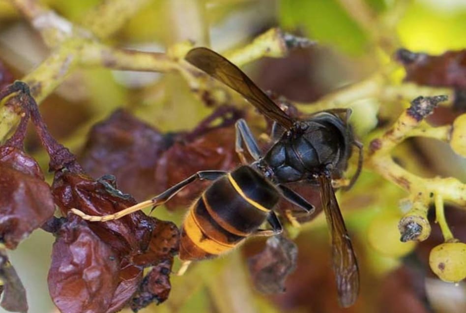 Vespa velutina, un pericolo anche per la viticoltura